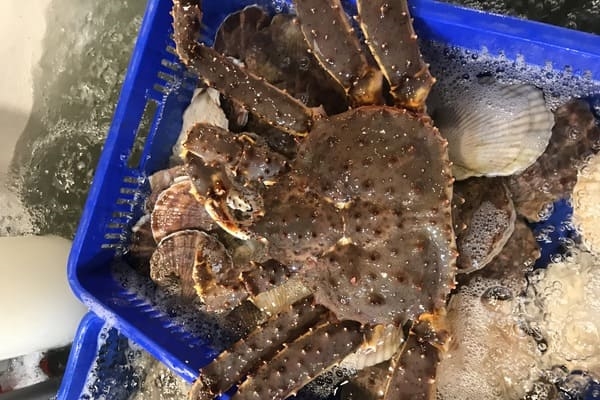 產品照片:北海道活體帝王蟹
